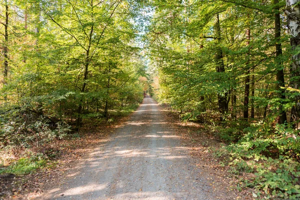Rural Road Autumn Forest Autumn Landscape — Stock Photo, Image
