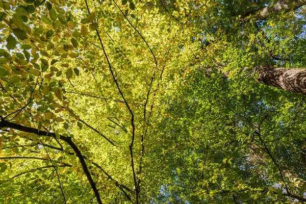 Liści Drzew Liściastych Słońcu Słoneczny Dzień Lesie — Zdjęcie stockowe
