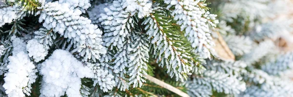 积雪覆盖的冷杉树枝全景 — 图库照片