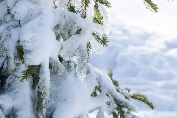 森林中冰雪覆盖的冷杉树 — 图库照片