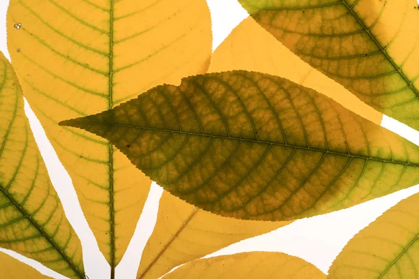 Nahaufnahme Von Bunten Herbstblättern Auf Weißem Hintergrund — Stockfoto