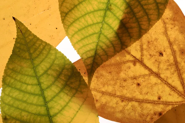 Nahaufnahme Von Bunten Herbstblättern Auf Weißem Hintergrund — Stockfoto