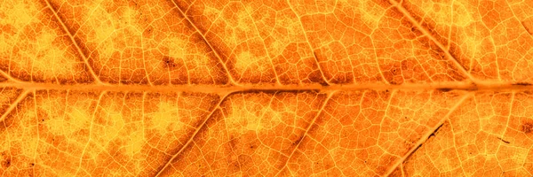 Πανόραμα Από Κίτρινο Και Καφέ Φθινοπώρου Φύλλα Φθινοπωρινό Φόντο Υφή — Φωτογραφία Αρχείου