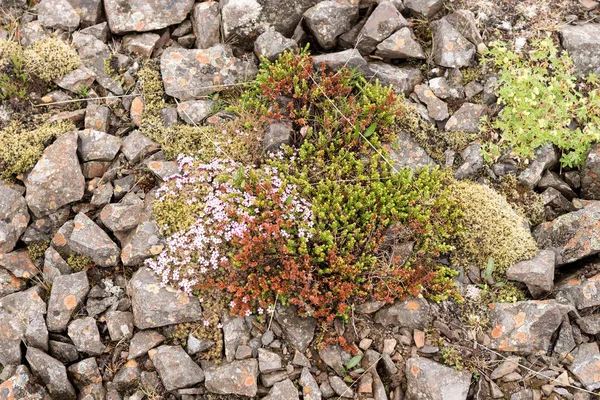 Pietre Laviche Vulcaniche Nel Paesaggio Islandese — Foto Stock