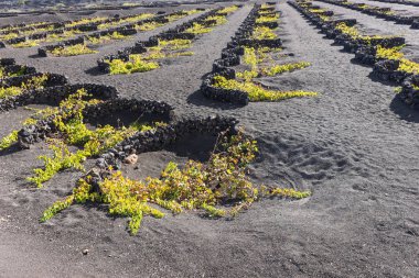 Lanzarote Adası eşsiz volkanik bağlar. Kanarya Adaları. İspanya
