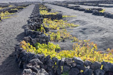 Lanzarote Adası eşsiz volkanik bağlar. Kanarya Adaları. İspanya