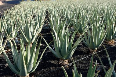 Aloe vera bitki Fuerteventura grupta üzerinde. Kanarya Adaları. İspanya