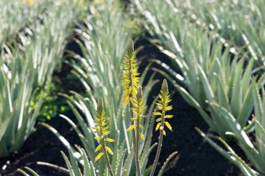 Aloe vera bitki Fuerteventura grupta üzerinde. Kanarya Adaları. İspanya