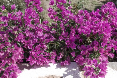 Çiçek açan Begonvil. Bougainvillea çiçek bir arka plan olarak. Çiçek arka plan