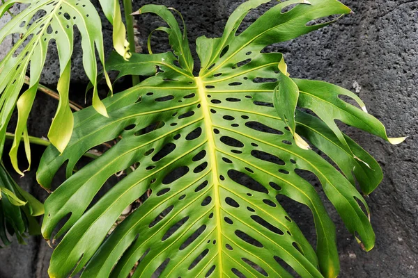 Hoja Tropical Natural Monstera Filodendro Hoja Dividida Follaje Tropical —  Fotos de Stock