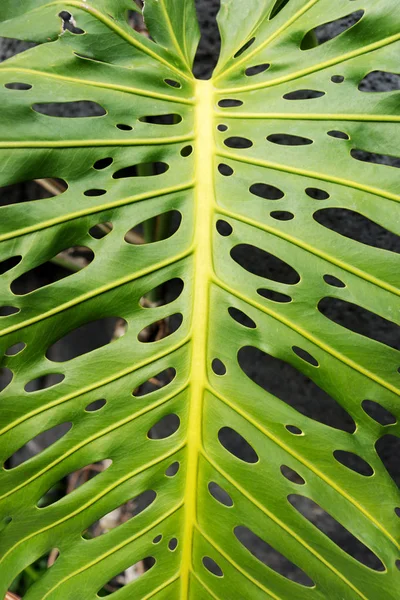 Feuille Tropicale Naturelle Monstera Philodendron Feuilles Fendues Feuillage Tropical — Photo