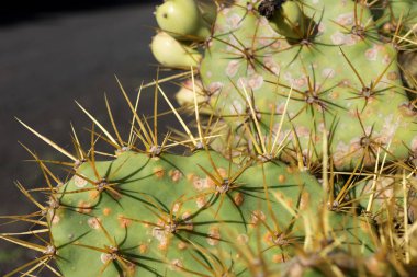 Closeup dikenleri kaktüs, arka plan kaktüs dikenleri ile üzerinde