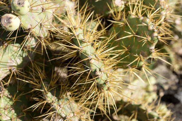 Espinas Primer Plano Sobre Cactus Cactus Fondo Con Espinas —  Fotos de Stock