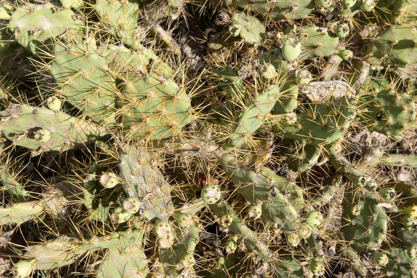 Espinas Primer Plano Sobre Cactus Cactus Fondo Con Espinas —  Fotos de Stock