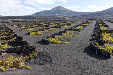 Şarap Vadisi La Geria Lanzarote, Kanarya Adaları, İspanya