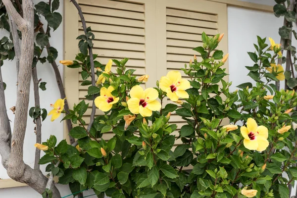 Gele Hibiscus Bloem Bloei Groene Struik Tuin — Stockfoto