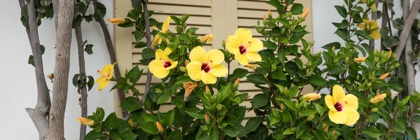 Yellow Hibiscus Flower Blossom Green Bush Garden — Stock Photo, Image