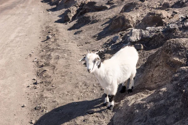 Chèvre Blanche Solitaire Dans Les Montagnes Fuerteventura Îles Canaries Espagne — Photo