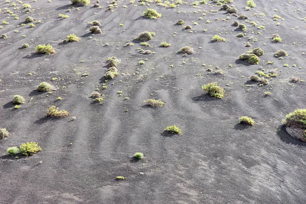 Végétation Clairsemée Sol Volcanique Timanfaya Lanzarote Îles Canaries Espagne — Photo