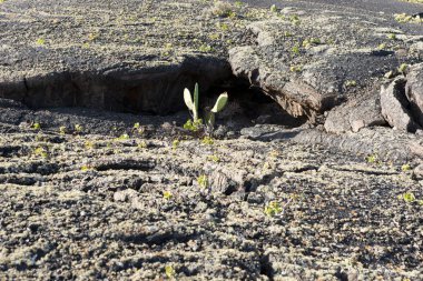 Yeşil kaktüs Timanfaya Lanzarote içinde lav topraklarında. Kanarya Adaları. İspanya