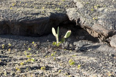 Yeşil kaktüs Timanfaya Lanzarote içinde lav topraklarında. Kanarya Adaları. İspanya