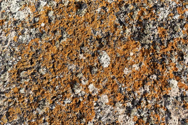 Líquen Chão Pedra Como Fundo Textura — Fotografia de Stock