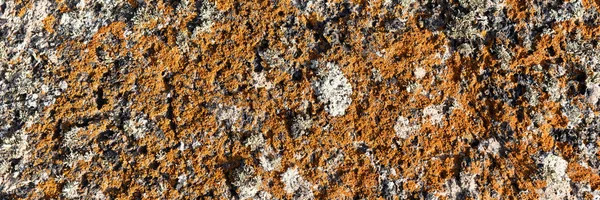 Líquen Chão Pedra Como Fundo Textura — Fotografia de Stock