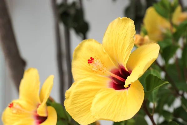 Closeup Flor Hibisco Amarelo Flor Arbusto Verde Jardim — Fotografia de Stock