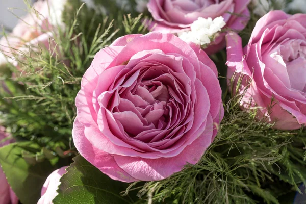 Fechar Uma Bela Rosa Rosa Jardim — Fotografia de Stock