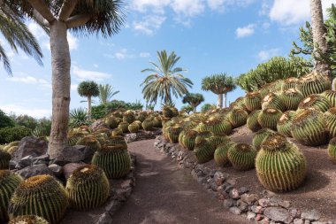 Tropikal bahçe Fuerteventura üzerinde. Kanarya Adası. İspanya