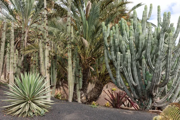 富埃特文图拉上的热带花园 加那利岛 西班牙 — 图库照片