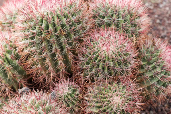 Närbild Kaktus Botanisk Trädgård Fuerteventura Kanarieöarna — Stockfoto