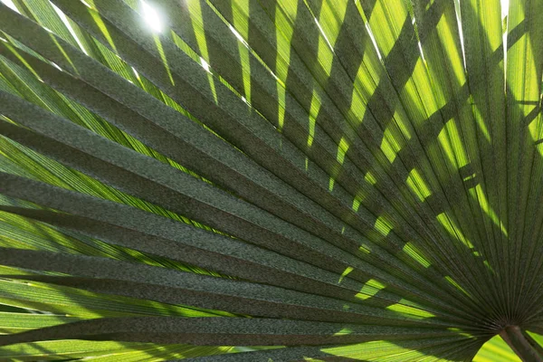 Fundo Natural Folhas Palmeira Closeup Folhas Palmeira — Fotografia de Stock