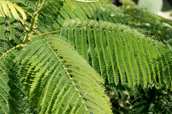 Grandes Branches Aux Feuilles Fougère Vertes Contexte Naturel — Photo