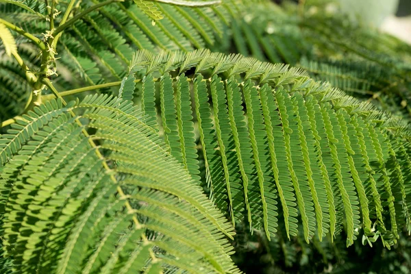 Grote Takken Met Groene Fern Verlaat Natuurlijke Achtergrond — Stockfoto