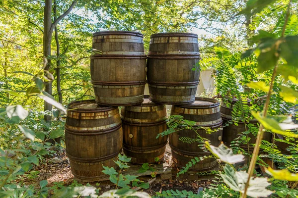 Old wooden barrels with iron rims in the forest