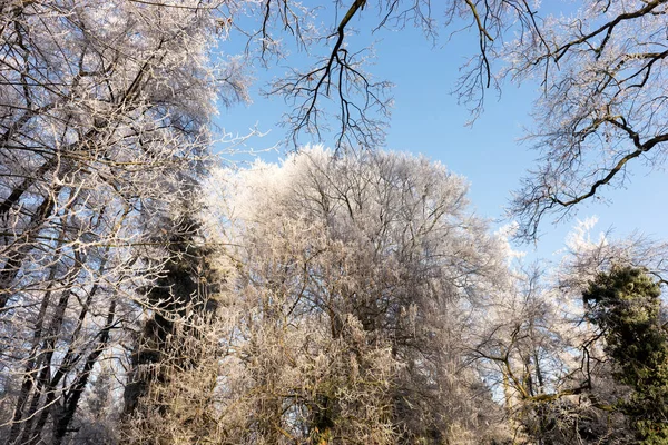 Вид Крону Зимних Деревьев — стоковое фото