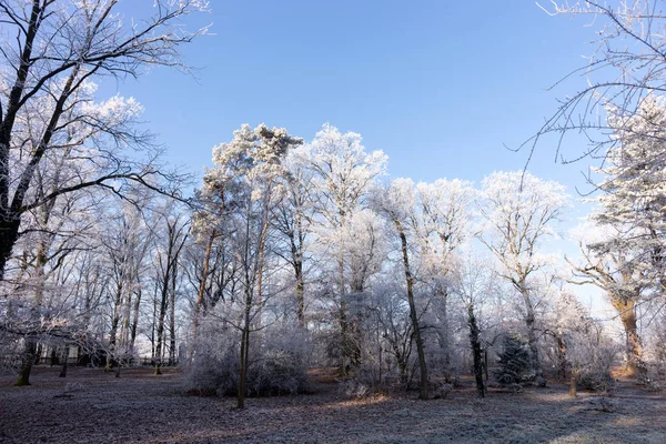 Winterlandschaft Winterwunderland Mit Wald Schneebedeckten Winterbäumen — Stockfoto