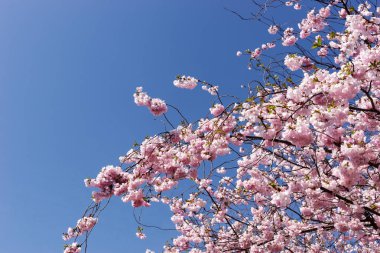 Erken Bahar dalları olan bir çiçek açan badem ağacı