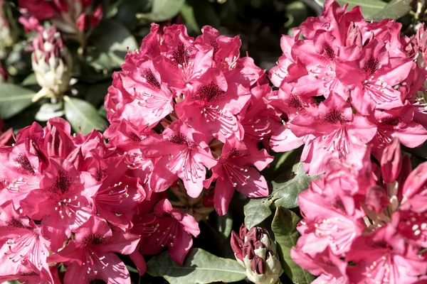 Primer Plano Del Rododendro Rojo Floreciente Primavera —  Fotos de Stock