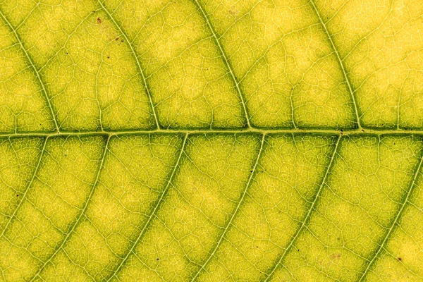 Nahaufnahme Des Gelben Und Grünen Blattes Blatt Hintergrund Oder Textur — Stockfoto