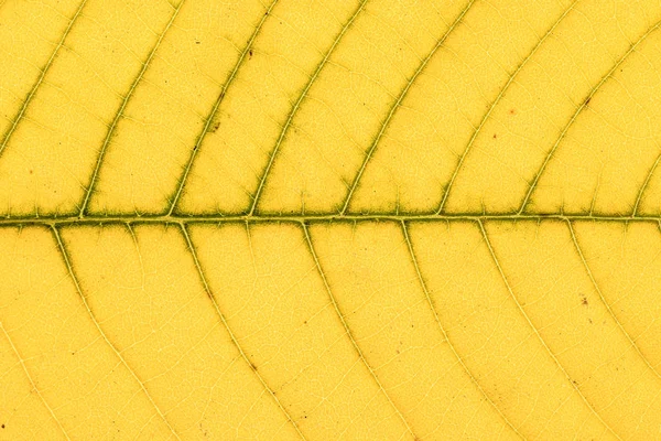 黄色と緑の葉のクローズ アップ 葉の背景やテクスチャ — ストック写真