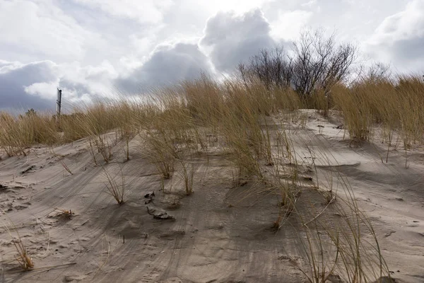 Αμμώδης Παραλία Αμμόλοφους Και Γρασίδι Φύση Άγρια Ακτογραμμή — Φωτογραφία Αρχείου