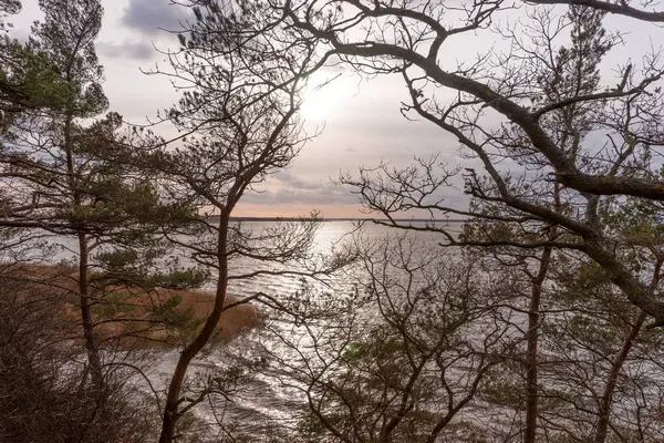 Смотря Сквозь Деревья Озере Весной — стоковое фото