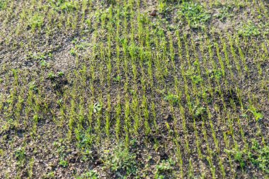 Uzun sıralar çim son zamanlarda ekilen genç taze yeşil bıçaklar