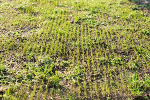 長い列に草の若い新鮮な緑のブレードを播種 — ストック写真