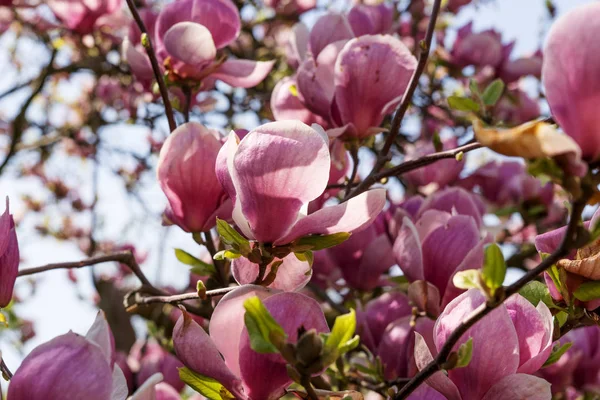 Magnolia flowers in blossom. Flowering magnolia tree. Purple magnolia flowers in full bloom