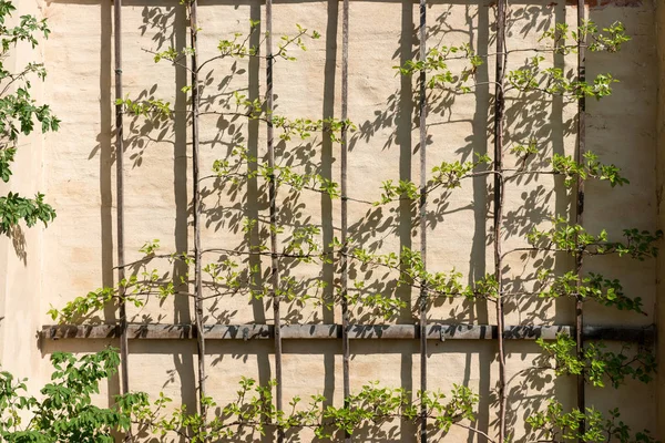 Steinmauer Mit Saftig Grünen Pflanzen Und Holzgitter Frühling — Stockfoto