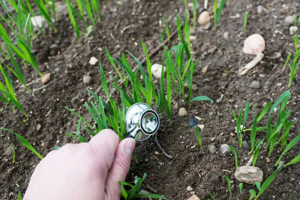 Écoutez Les Plantes Pousser Stéthoscope Sur Jeunes Plantes Journée Mondiale — Photo