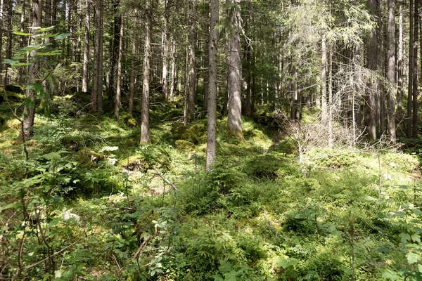 Trees Bavarian Forest Southern Germany — Stock Photo, Image